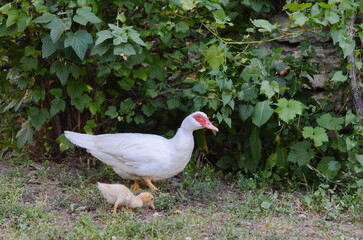 mom duck and little duck walk in the garden.