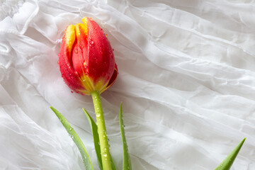 Yellow and red tulips bouquet with water drops - white background