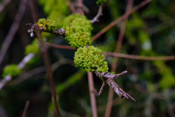 Close-up of moss on a tree branch in a forest.