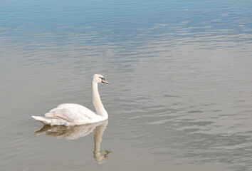 Fototapeta na wymiar On the beautiful blue Danube. The swan swims along the Danube river. 