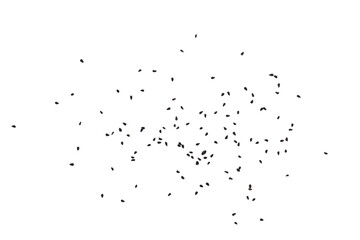 Heap of black nigella seeds. Pile of black cumin seeds spice isolated on white background.