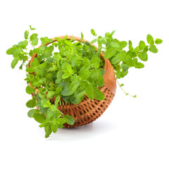 Wicker basket with fresh mint isolated on white background..