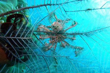 Haarstern, Federstern oder Seelilie am Korallenriff