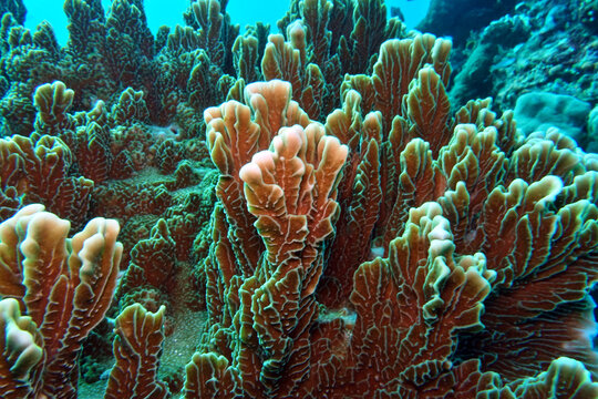 Feuerkoralle Millepora sp.