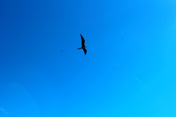 marine bird on the sky