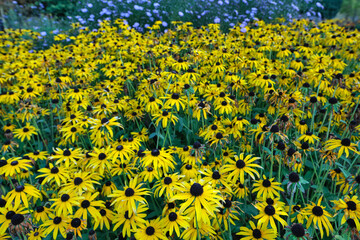 Fields of Rudbeckia hirta or black-eyed Susan, yellow daisy-like flowers with black dome-shaped cone of many small disc florets.