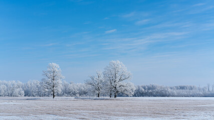 Frosted trees in a cold winter day. Blue sky