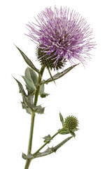 Flower of thistle, lat. Carduus, isolated on white background