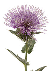 Flower of thistle, lat. Carduus, isolated on white background