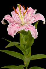 Big pink flower of oriental lily, isolated on black background