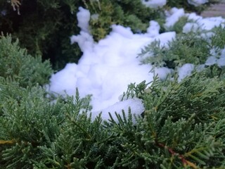 Fototapeta na wymiar Snow in a pine