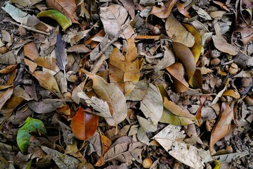 Rustic leaves