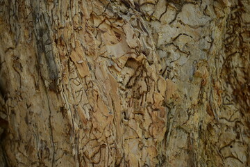 close-up of papery bark of Melaleuca with tracks of borers