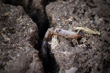 An earthworm crawling on dry ground. Selective focus. Top view. Close-up. Background.