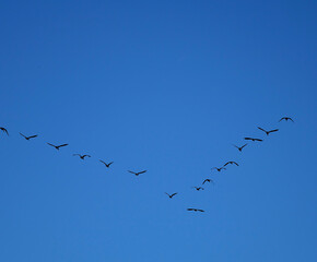 Wild geese in nature