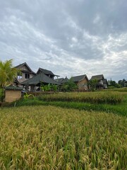 Häuser in Ubud mitten im Reisfeld