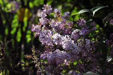 Lilac Syringa vulgaris in the garden