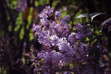 Lilac Syringa vulgaris in the garden