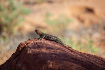 lizard on the rock