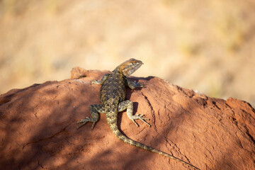 lizard on the stone