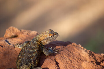 Obraz premium lizard on the rock