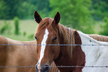 brown and white horse