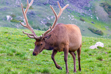 Elk on Mountain