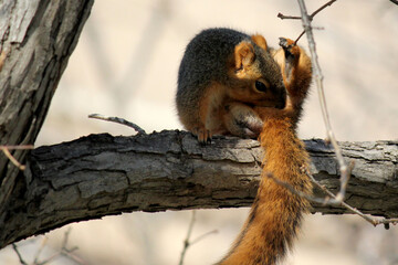 squirrel on a tree