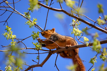 squirrel in tree