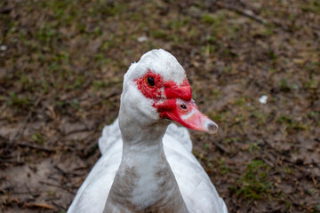 close up of a white goose