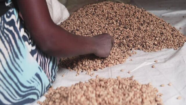 African farmer picking false coffee beans