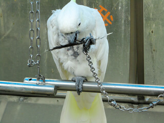 A white parrot in a zoo.