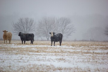 cowsin the snow