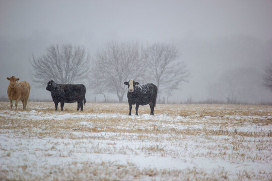 cowsin the snow