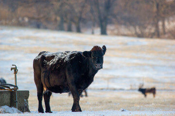 cows in winter
