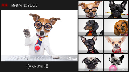 hond met een online vergadering videoconferentie