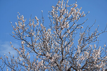 Amandier en fleurs sur fond de ciel bleu.