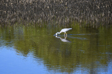 A grey heron is fishing in a pond. His head is hidden by splashes of water. Ripples surround him. Trees are reflected in the water, and brown reeds fill the water behind him.