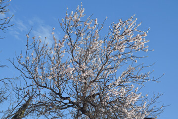Amandier en fleurs sur fond de ciel bleu.