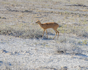 Dik dik in grasslands of Namibia, Africa.