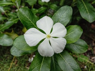 flower in the garden