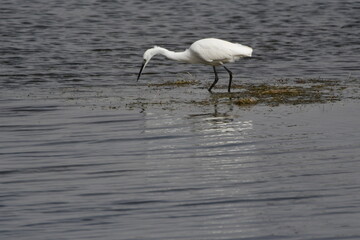 GARCETA COM&Uacute;N