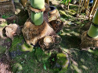 Giant bamboo or Dragon bamboo extending from the ground
