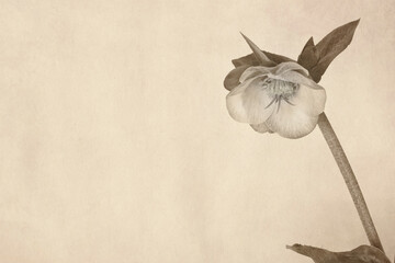 Sepia image of a single Begonia flower