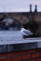 On the brick wall stands a wild white seagull and in the background Charles Bridge in the center of Prague in winter at sunset