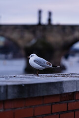 On the brick wall stands a wild white seagull and in the background Charles Bridge in the center of Prague in winter at sunset