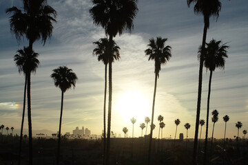 Sunrise over the city with tall palm trees