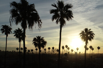 Fototapeta na wymiar Palm tree sunrise over Los Angeles, California
