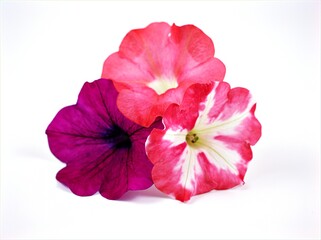  pink flower ,blooming petunia colorful isolated on white background ,sweet color ,macro image