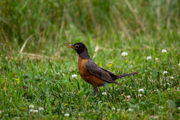 robin on the grass